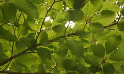 Zweige mit grünem Laub, Buche, Halbclose | Bildquelle: Pixabay