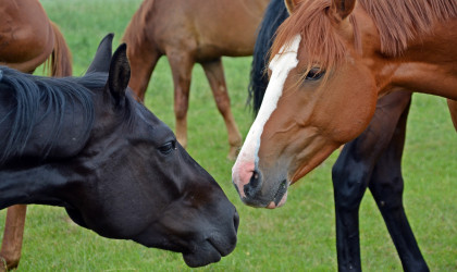 Besonderes Turnier - das Haupt und Landgest&uuml;t Marbach ist Schauplatz eines inklusives Reitturniers 