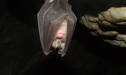 Fledermaus | Bildquelle: Bild von Gy&ouml;rgy Károly Tóth auf Pixabay 