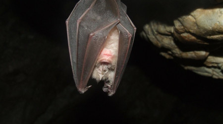 Fledermaus | Bildquelle: Bild von Gy&ouml;rgy Károly Tóth auf Pixabay 