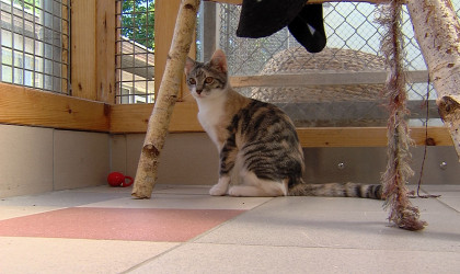 Jungkatze im Tierheim Reutlingen | Bildquelle: RTF.1