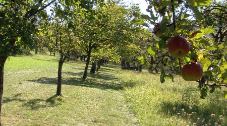 Streuobstwiesen | Bildquelle: RTF.1