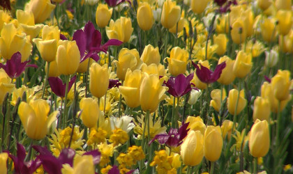 Gartenschau Balingen | Bildquelle: RTF.1