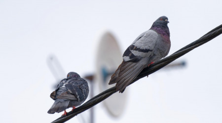 Tauben | Bildquelle: Pixabay