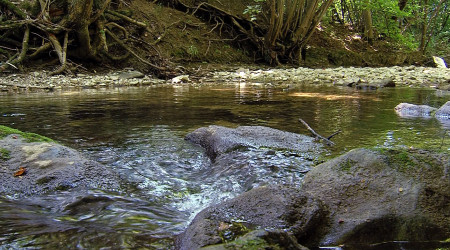 Niedrigwasser am Arbach | Bildquelle: RTF.1