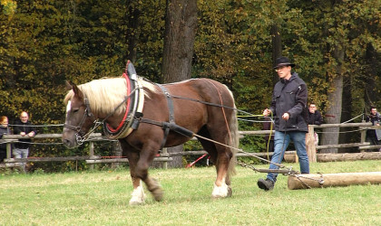 Pferd mit Pflug auf dem Fuhrmannstag | Bildquelle: RTF.1