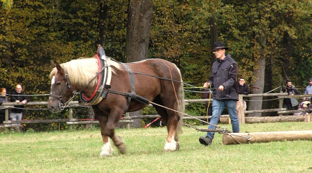 Pferd mit Pflug auf dem Fuhrmannstag | Bildquelle: RTF.1