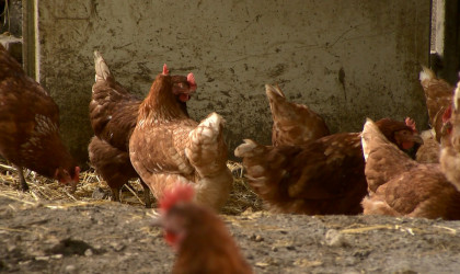 Freiland Hühner | Bildquelle: RTF.1