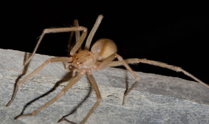 Chilenische Einsiedlerspinne | Bildquelle: Hubert Höfer / SMNK