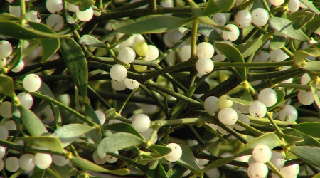 Misteln | Bildquelle: RTF.1