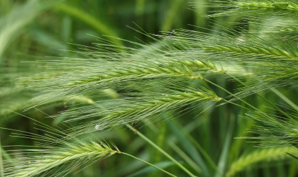 Gerste | Bildquelle: Pixabay