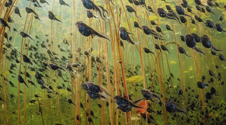 "Wildlife Photographer of the Year" im Naturkundemuseum | Bildquelle: RTF.1