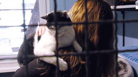 Die verschmusten Katzen im Tierheim Reutlingen lieben die ehrenamtlichen Katzenstreichler  | Bildquelle: RTF.1