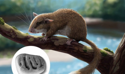 Stachelbilch | Bildquelle: Universit&auml;t T&uuml;bingen