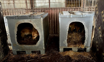 Palettenboxen | Bildquelle: RTF.1