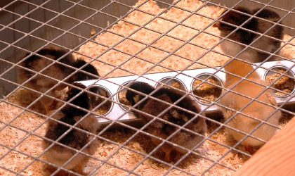 Osterk&uuml;ken Naturkundemuseum Reutlingen | Bildquelle: RTF.1