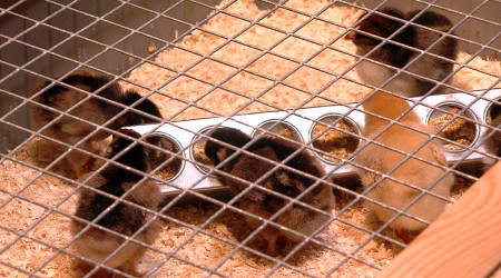 Osterk&uuml;ken Naturkundemuseum Reutlingen | Bildquelle: RTF.1