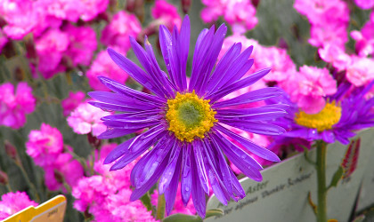 GardenLife 2026 | Bildquelle: RTF.1