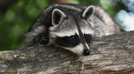 Waschb&auml;r | Bildquelle: Pixabay/Alexas Fotos