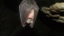 Fledermaus | Bildquelle: Bild von Gy&ouml;rgy Károly Tóth auf Pixabay 