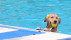 Hundeschwimmen | Bildquelle: RTF.1