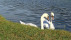 Zwei Schw&auml;ne im Baggersee in Kirchentellinsfurt | Bildquelle: RTF.1