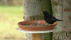 Amsel | Bildquelle: RTF.1