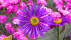 GardenLife 2026 | Bildquelle: RTF.1