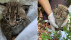 Jungluchs | Bildquelle: FVA/Seeger/Wittemann