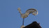 Goldener Gockel | Bildquelle: RTF.1