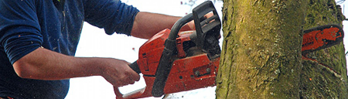 Baum wird gef&auml;llt | Bildquelle: pixelio.de - Paul-Georg Meister