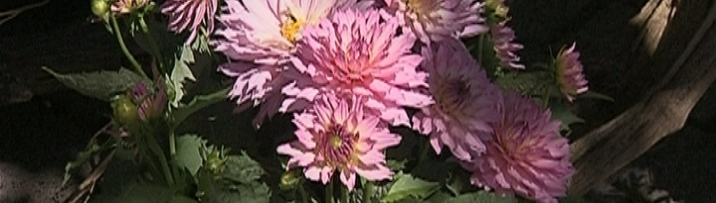 Blumen | Bildquelle: RTF.1