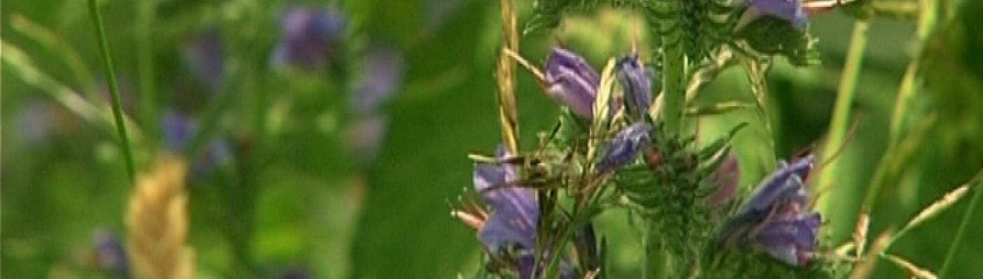 Biosphärengebiet Schwäbische Alb | Bildquelle: RTF.1