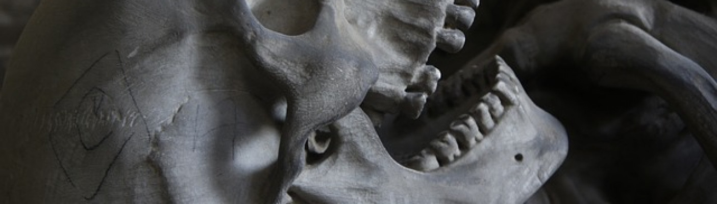 Schädel Homo Sapiens Sapiens (Jetztmensch) | Bildquelle: Pixabay.de