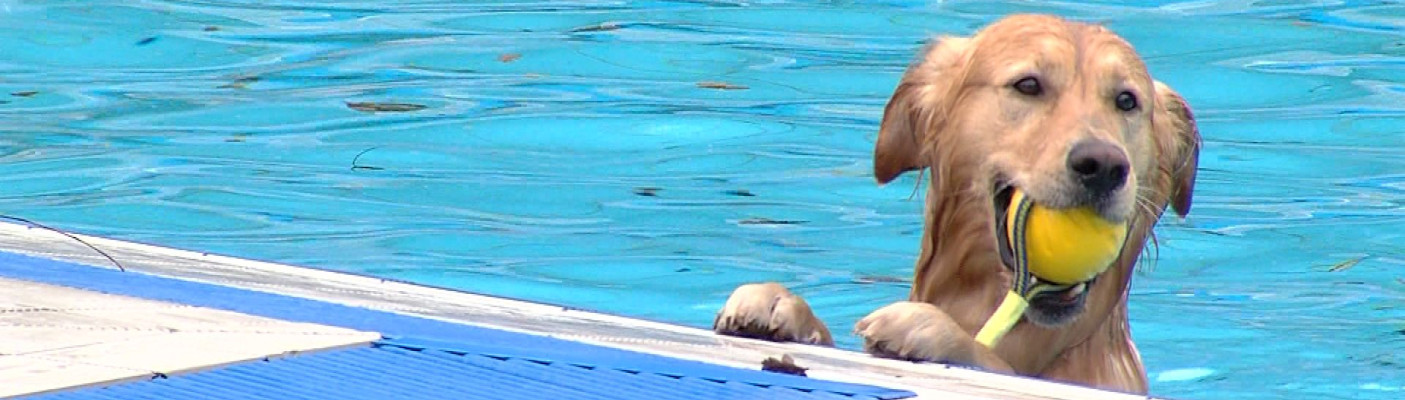 Hundeschwimmen | Bildquelle: RTF.1