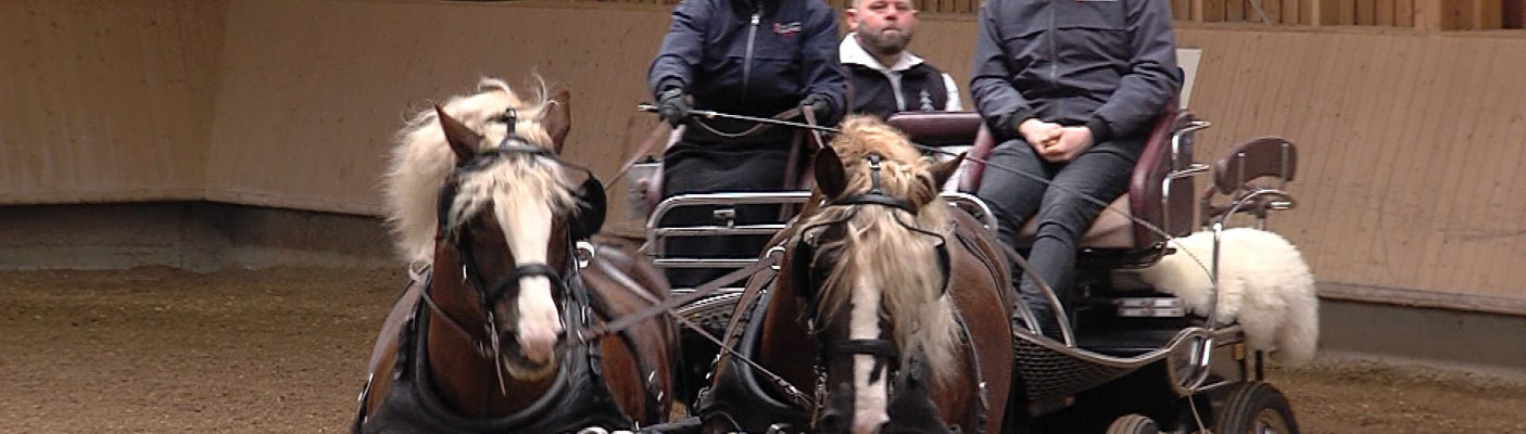 Hengstpräsentation | Bildquelle: RTF.1