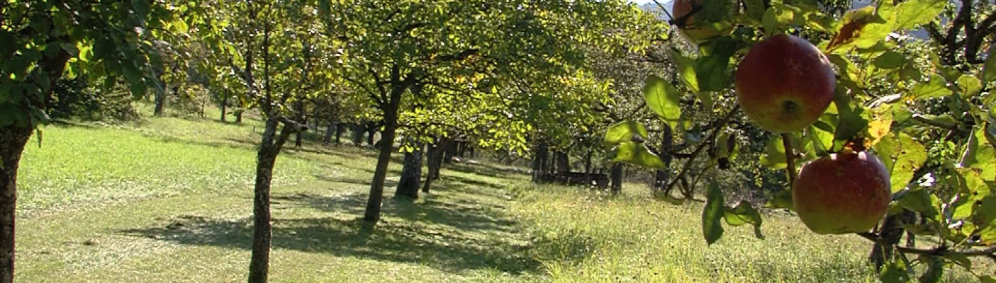 Streuobstwiesen | Bildquelle: RTF.1