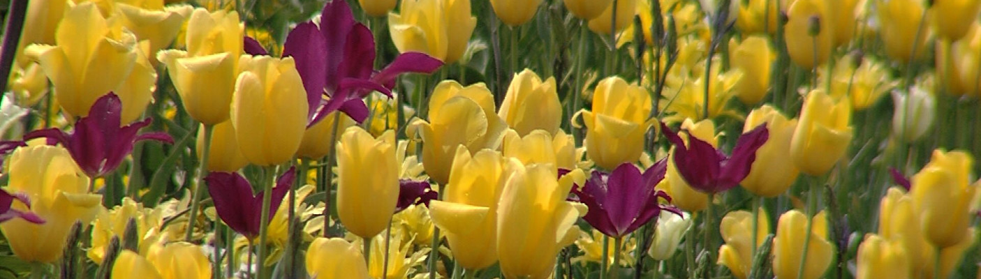 Gartenschau Balingen | Bildquelle: RTF.1