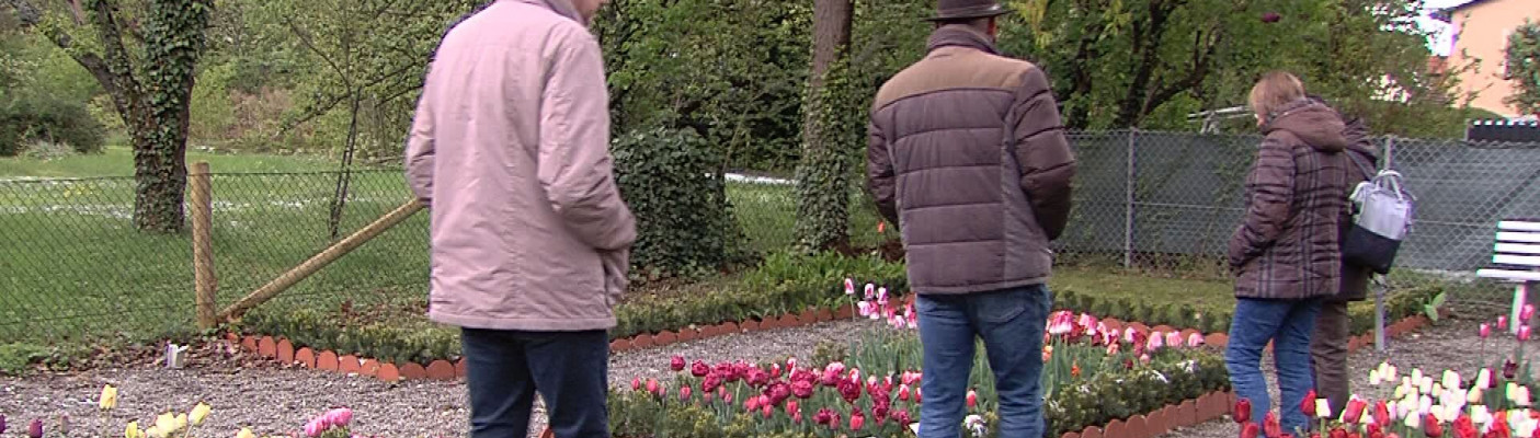 Tulpenbl&uuml;te G&ouml;nningen | Bildquelle: RTF.1