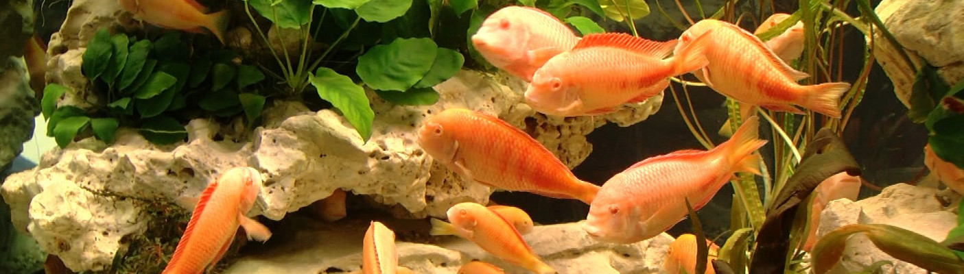 Fische | Bildquelle: RTF.1