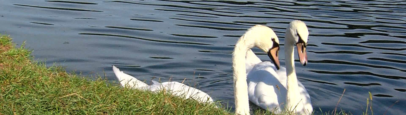 Zwei Schw&auml;ne im Baggersee in Kirchentellinsfurt | Bildquelle: RTF.1