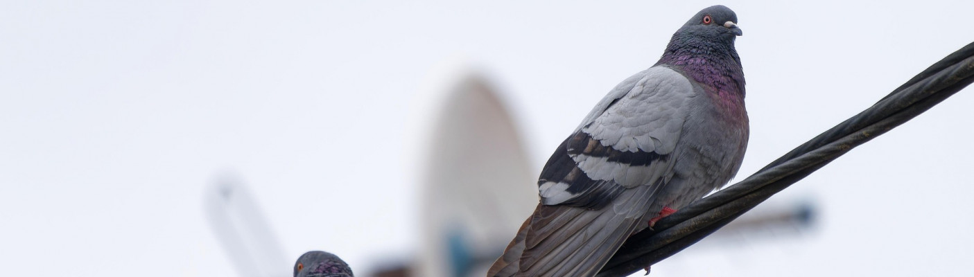 Tauben | Bildquelle: Pixabay