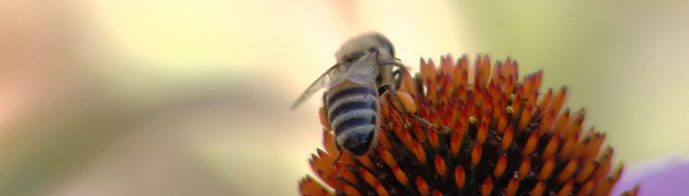 Biene auf einer Blüte im Apothekergarten | Bildquelle: RTF.1