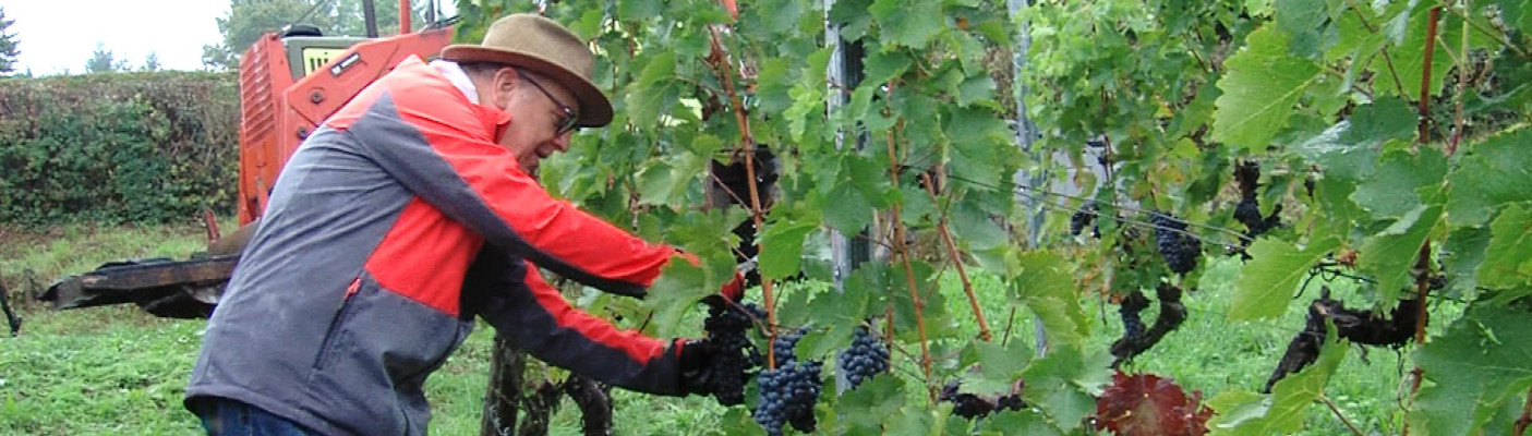 Oberb&uuml;rgermeister Thomas Keck pfl&uuml;ckt Trauben | Bildquelle: RTF.1