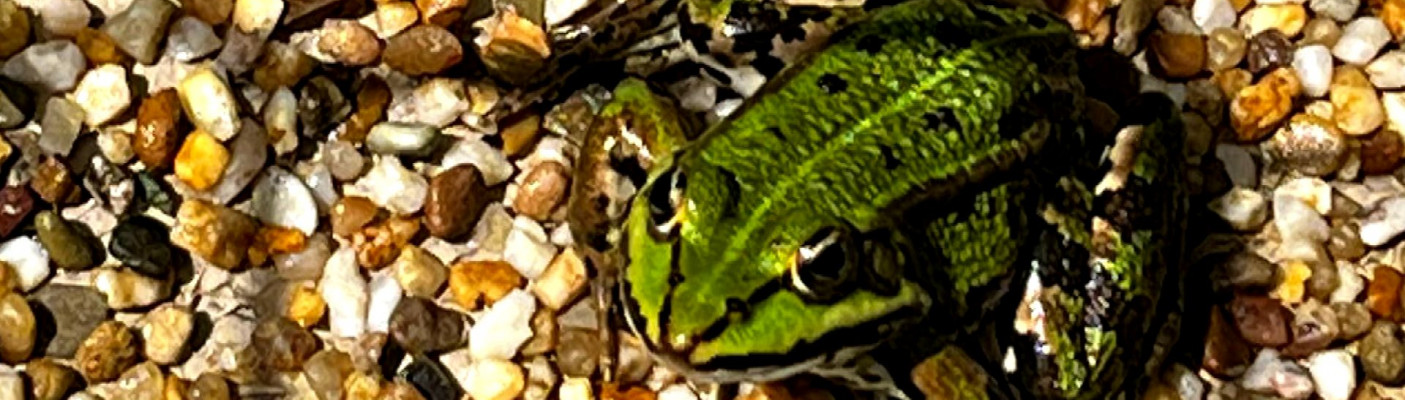 Frosch | Bildquelle: Stadt Reutlingen