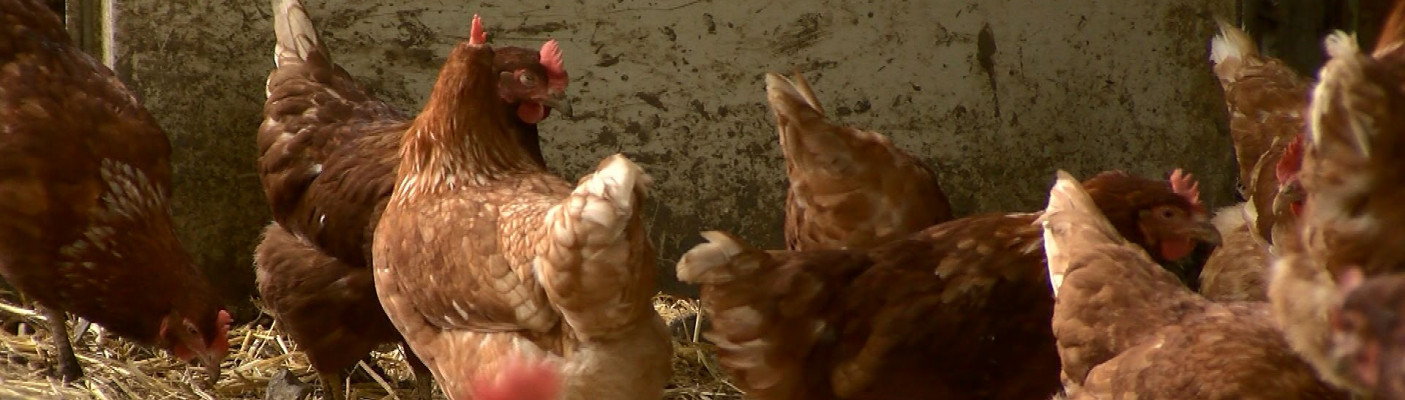 Freiland Hühner | Bildquelle: RTF.1