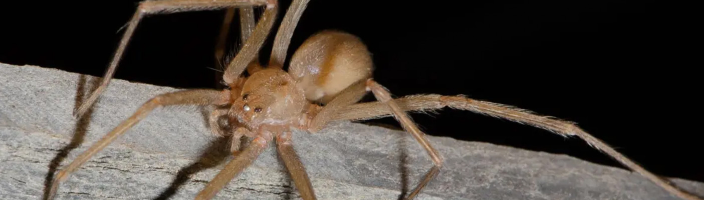 Chilenische Einsiedlerspinne | Bildquelle: Hubert Höfer / SMNK