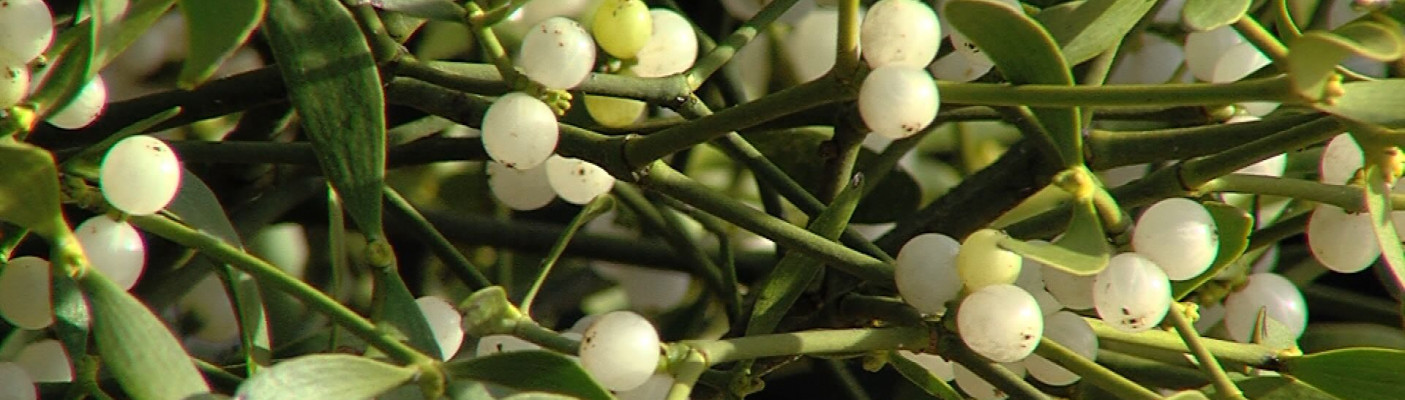 Misteln | Bildquelle: RTF.1