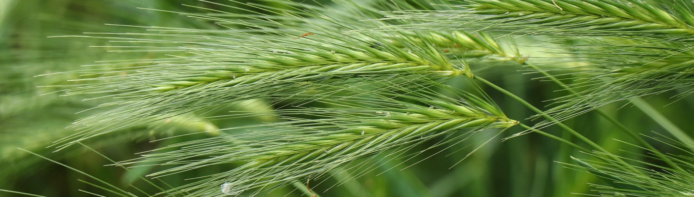 Gerste | Bildquelle: Pixabay