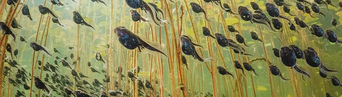 "Wildlife Photographer of the Year" im Naturkundemuseum | Bildquelle: RTF.1